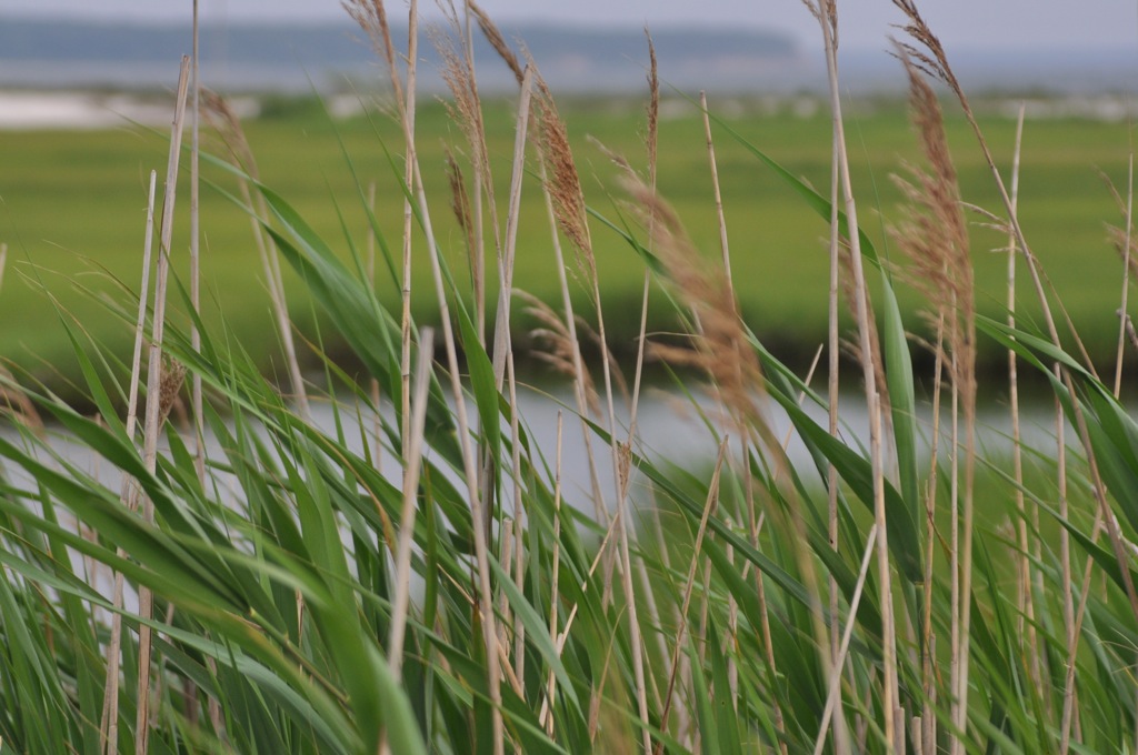 wild grass