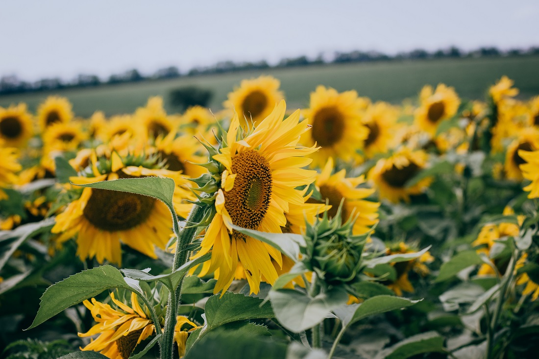 sunflowers