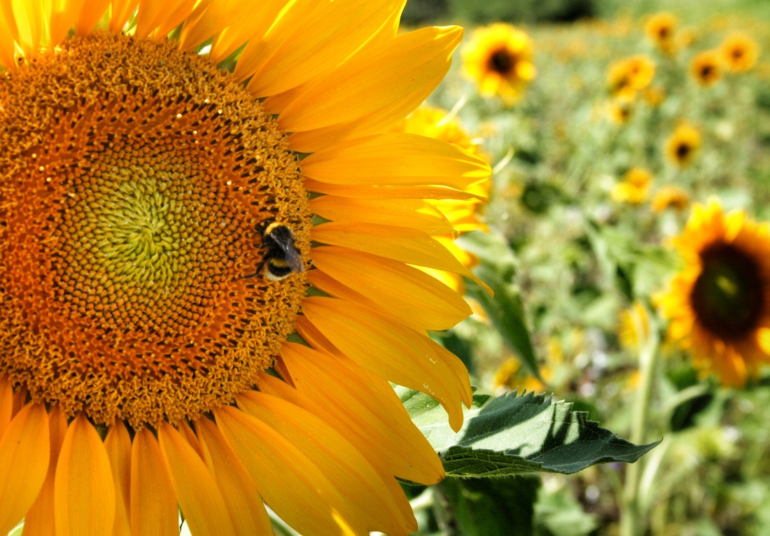 sunflower with bee